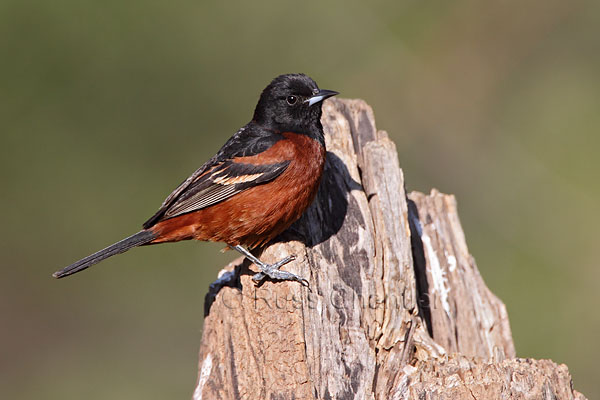 Orchard Oriole © Russ Chantler